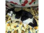 Adopt Marci a Domestic Short Hair