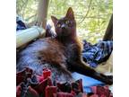 Adopt Kattya a Domestic Short Hair