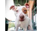 Adopt Princess a Mixed Breed