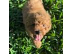 Poodle (Toy) Puppy for sale in Pembroke Pines, FL, USA