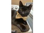 Adopt Tema a Domestic Short Hair