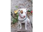 Adopt Dottie FKA Tink a Pit Bull Terrier, Patterdale Terrier / Fell Terrier