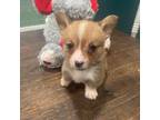 Pembroke Welsh Corgi Puppy for sale in Godley, TX, USA