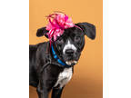 Adopt Missy Eliot a Pit Bull Terrier, Mixed Breed
