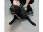 Adopt Lola a Labrador Retriever, Mixed Breed