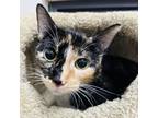 Adopt Myrtle a Domestic Short Hair