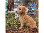 Labradoodle Puppy for sale in Colorado Springs, CO, USA