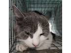 Adopt Juni a Domestic Short Hair