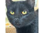 Adopt Callie a Domestic Short Hair