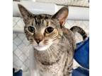 Adopt Dolly a Domestic Short Hair