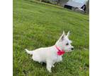 West Highland White Terrier Puppy for sale in Salt Lick, KY, USA
