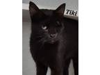 Adopt Tiki a Domestic Short Hair