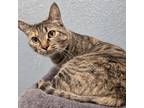 Adopt Pangolin a Domestic Short Hair