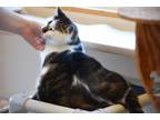 Adopt Thimble a Domestic Short Hair