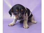 Adopt Xena a Beagle, Mixed Breed