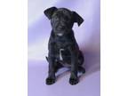 Adopt Vicky a Labrador Retriever, Mixed Breed