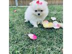 Pomeranian Puppy for sale in Vista, CA, USA