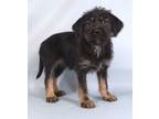 Adopt Ivy a Portuguese Water Dog, Mixed Breed