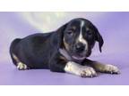 Adopt Xaria a Beagle, Mixed Breed