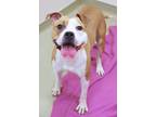 Adopt Iceland a Pit Bull Terrier, Mixed Breed