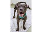 Adopt Adele a Pit Bull Terrier, Mixed Breed