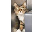 Adopt Peluza a Domestic Short Hair