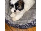 Shih Tzu Puppy for sale in Jacksonville, AR, USA