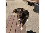 Adopt Bitsy a Mixed Breed