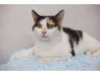 Adopt Gigi a Domestic Short Hair