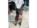 Adopt Pickles a Pit Bull Terrier