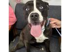 Adopt Ziva a American Staffordshire Terrier, Boston Terrier