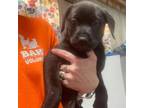 Adopt Rosie (foster) a Labrador Retriever