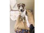 Adopt Maya a Pit Bull Terrier, Mixed Breed