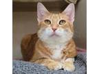 Adopt Bridgette a Domestic Short Hair