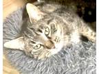 Adopt Sweet Pea a Domestic Short Hair