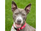 Adopt Azora a Pit Bull Terrier