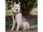 Adopt Luna a Husky