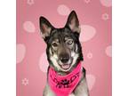 Adopt Mila a Husky, German Shepherd Dog