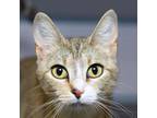 Adopt Stella a Domestic Short Hair