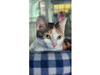 Adopt Oprah Whiskers a Domestic Short Hair