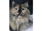 Adopt Dolce a Domestic Long Hair