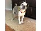 Pug Puppy for sale in Peyton, CO, USA