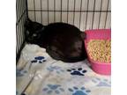 Adopt Madison a Domestic Short Hair