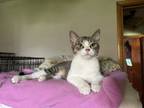 Adopt Dahlia a Domestic Short Hair