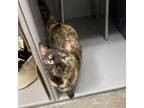 Adopt Pixie a Domestic Short Hair