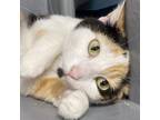 Adopt Panda a Domestic Short Hair