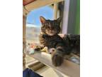 Adopt Lilly a Domestic Short Hair