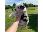 Aussiedoodle Puppy for sale in Paris, TX, USA