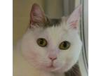 Adopt Hela a Domestic Short Hair