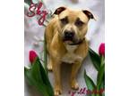 Adopt Sky a Pit Bull Terrier
